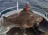 Happy man cought a big halibut
